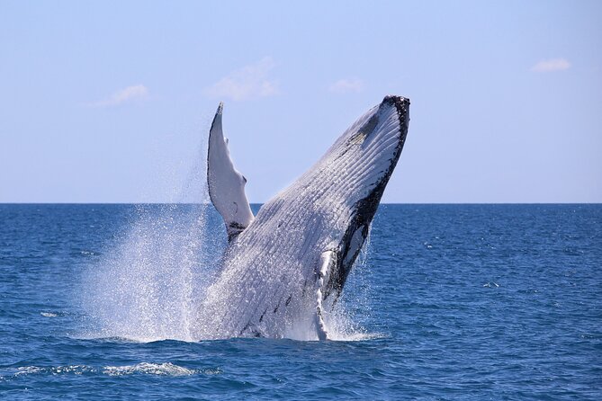 3 Days 2 Nights | Bahia Malaga: Humpback Whale Watching