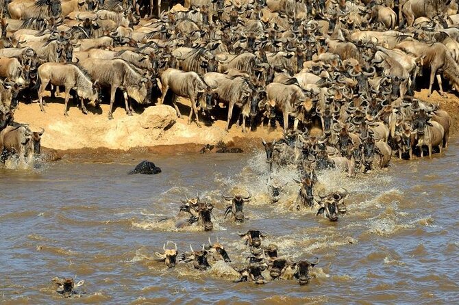 3 Days 2 Nights Masai Mara Budget Safari From Nairobi