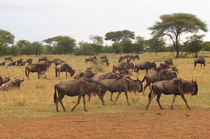 3 Days 2 Nights Masai Mara Enchoro Wildlife Camp