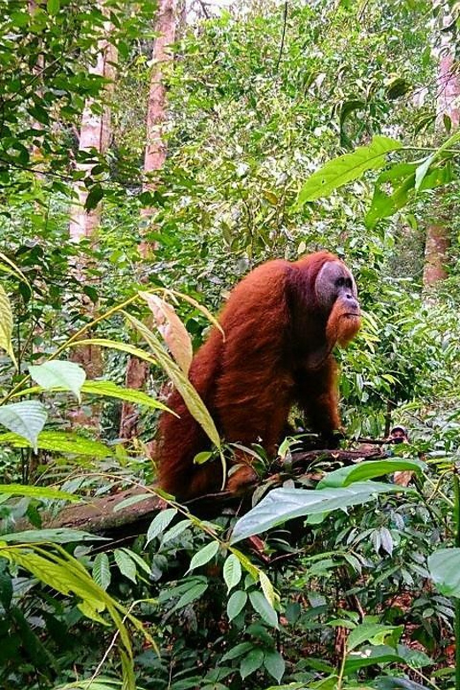 12 Best Treks And Hiking Tours In Bukit Lawang