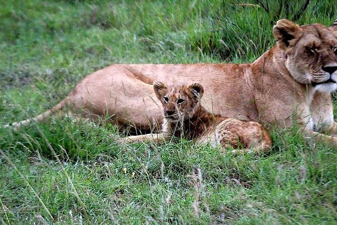 3 Days Best of Maasai Mara Budget Safari