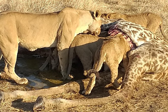 3 Days Explore Selous Game Reserve + Boat Safari + Bushman Walking