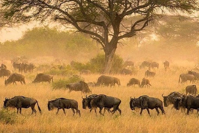 3 Days Fly in Safari