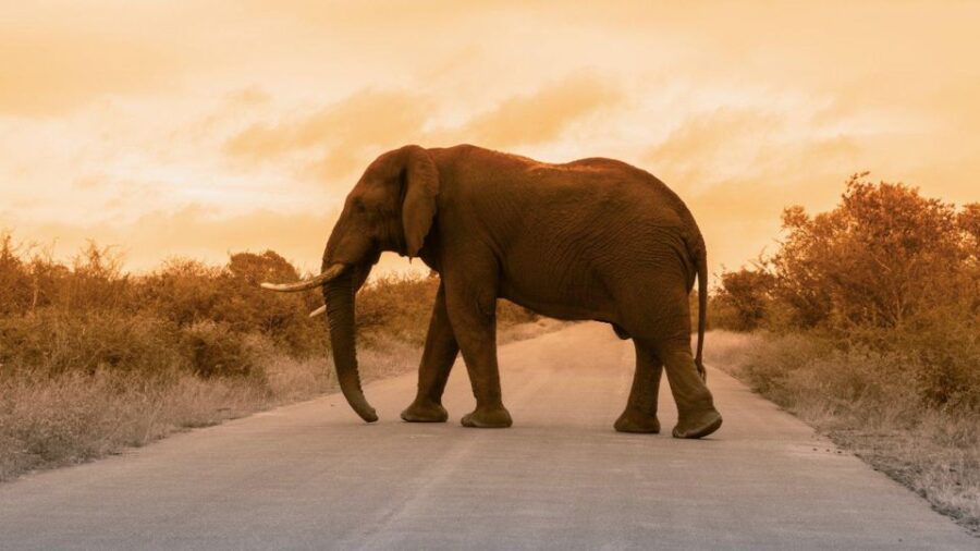 25 Best Safari Tours In South Africa