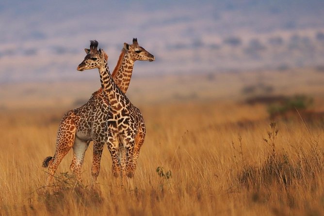 3 Days Maasai Mara Luxury Safari