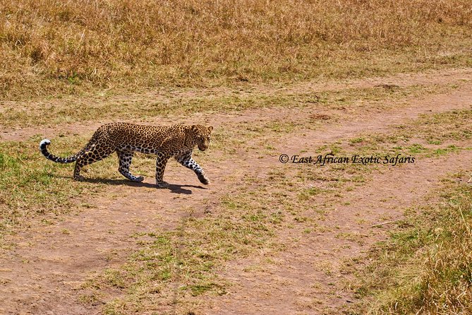 3 Days Masai Mara Budget Safari
