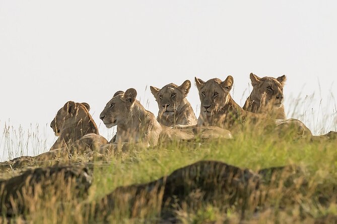 3 Days Masai Mara on Private 4x4 Land Cruiser - Tour Highlights