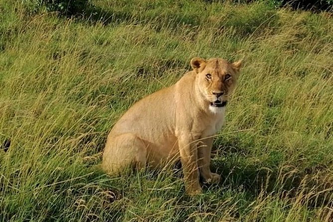 3 Days Masai Mara Safari Group Joining (Daily Departures)