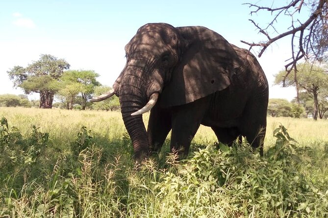 3 Days Nyerere (Selous) Park Private Safari With Boat Trip