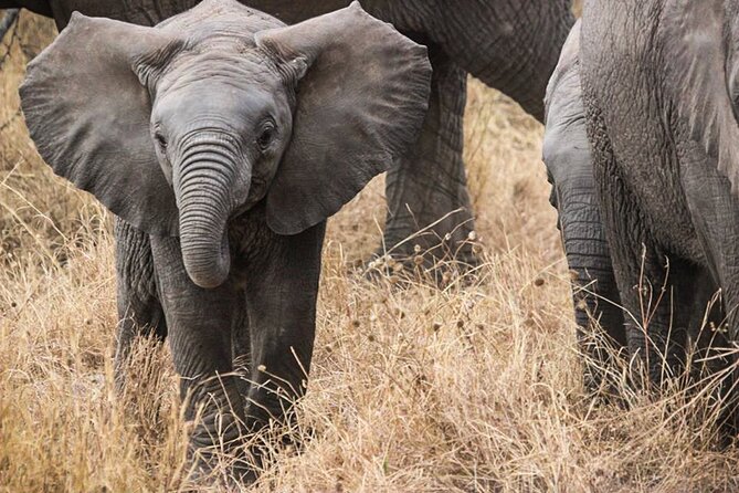 3 Days Private Budget Safari to Tarangire and Ngorongoro Crater