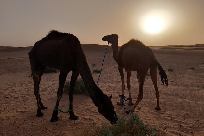 3-Days Private Discovery of the Desert From Ouarzazate to MHAMID in 4x4 - Exploring the Sahara Desert