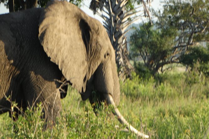 3 Days Safari to Mikumi NP - Accommodation Inside the Park
