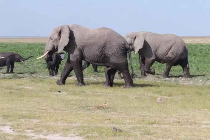 6 Best National Park Tours In Mombasa