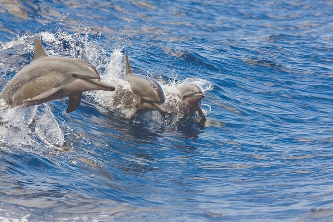 3-Hour Maalaea Luxury Snorkel Cruise Tour for up 6 Guests - Tour Overview