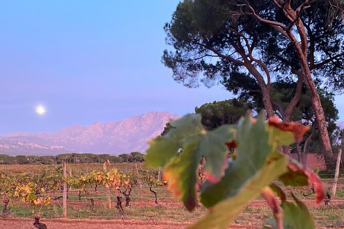 3-Hour Private Wine Tasting Tour Around Ile Rousse