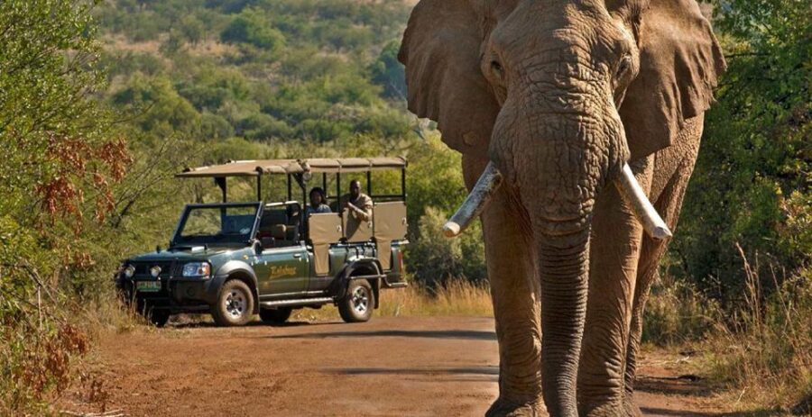 3-Hour Shared Game Drive in Pilanesberg National Park - Activity Overview