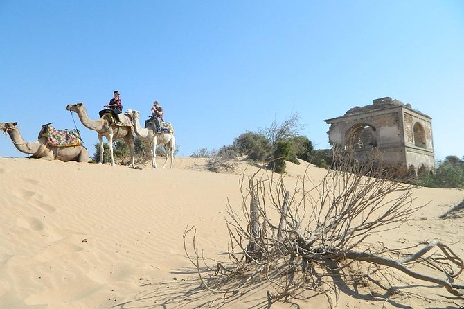3 Hours Camel Ride in Essaouira, Beach and Dunes