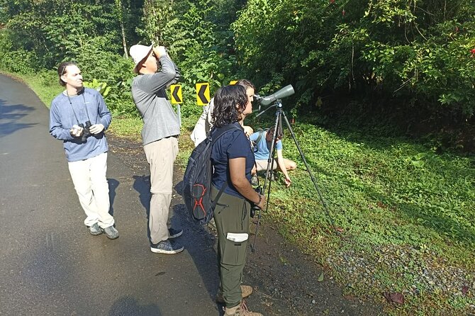 3 Hours Uvita Bird Watching Oro Verde