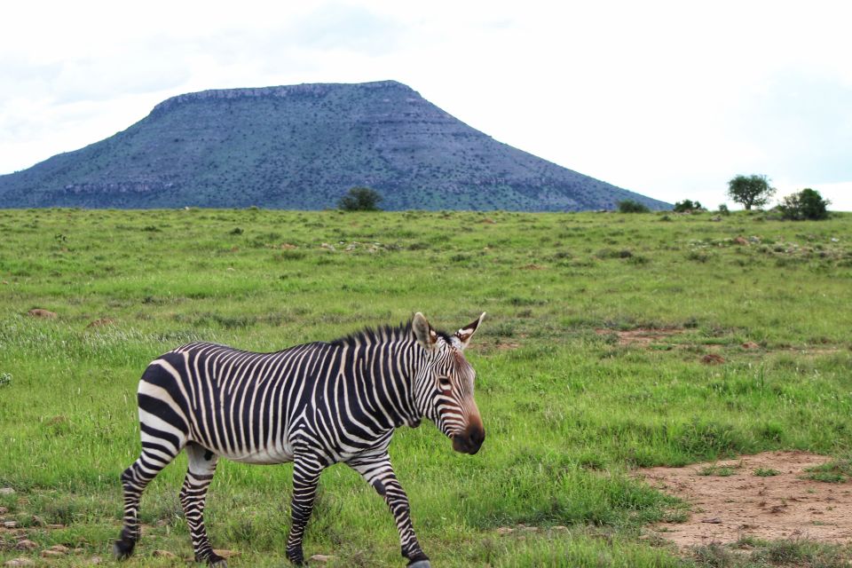 4-Day Addo to Karoo Safari - Safari Overview and Pricing