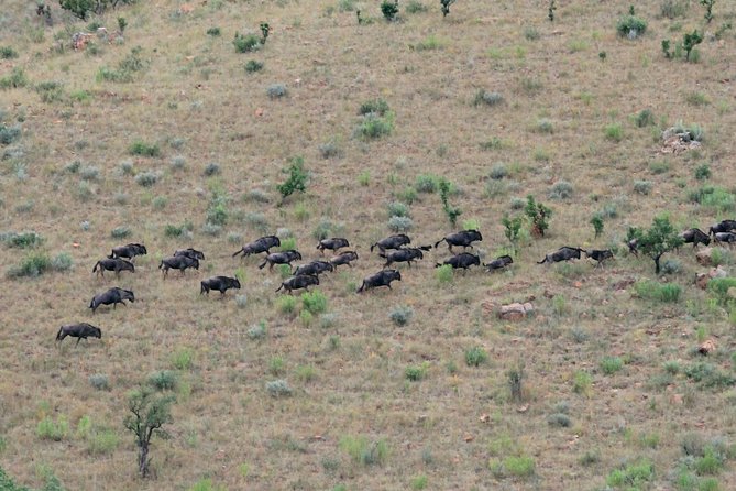 4 Day All Incl. Private Kruger Park Safari and Transfer From Nelspruit