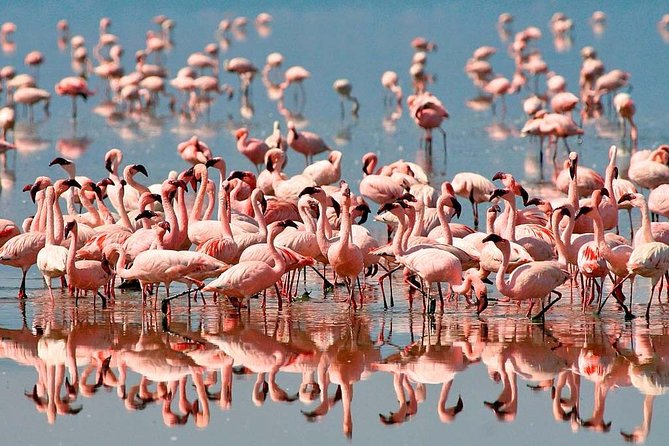 4 Day: Astonishing Group Safari