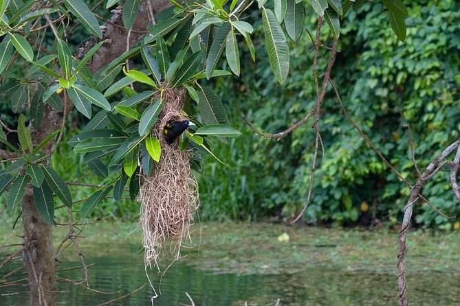 4 Day Manu Bird Watchers Paradise - Group Service - Accommodation and Transportation