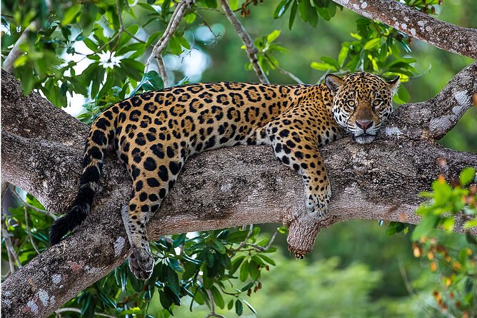 4-Day Pantanal Tour With Accommodation - Departing From Cuiaba - Operator Information