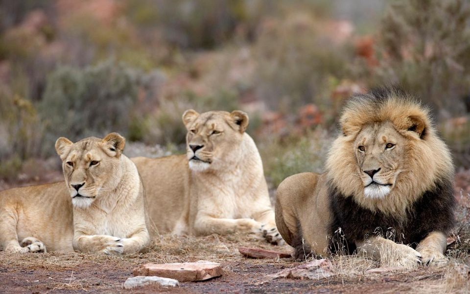 4-Day Private Highlights Tour & Overnight Big5 Aquila Safari - Exploring the 7th Wonder