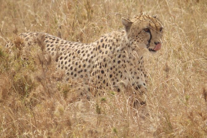 4-Day Safari From Arusha: Tarangire, Serengeti and Ngorongoro