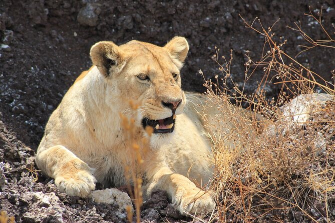 4 Day Tanzania Afordable Safari Ft Two Night Serengeti - Discovering Tarangire National Park