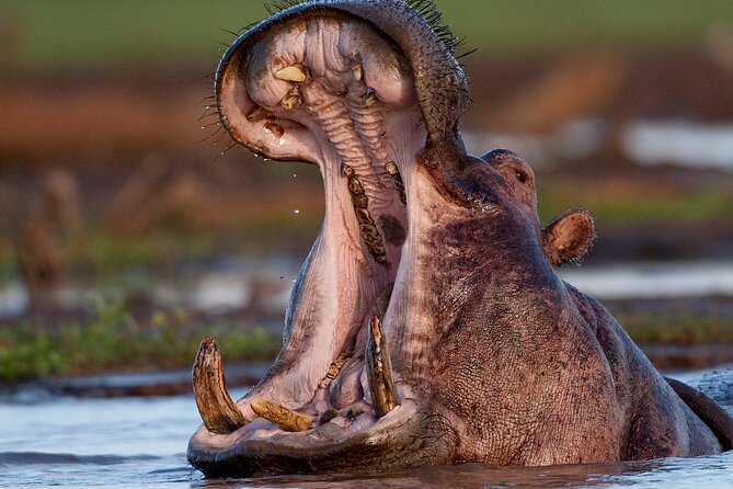 4 Day: Taste of Wildlife