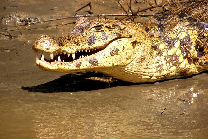 4 Days 3 Nights – Peruvian Tambopata Jungle