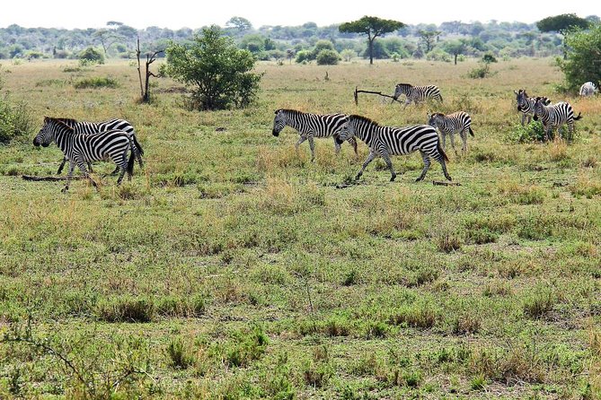 4 Days Join Group Tour Tarangire Serengeti and Ngorongoro Crater - Tour Overview