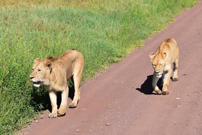 4 Days Joining Safari : Lake Manyara, Serengeti & Ngorongoro