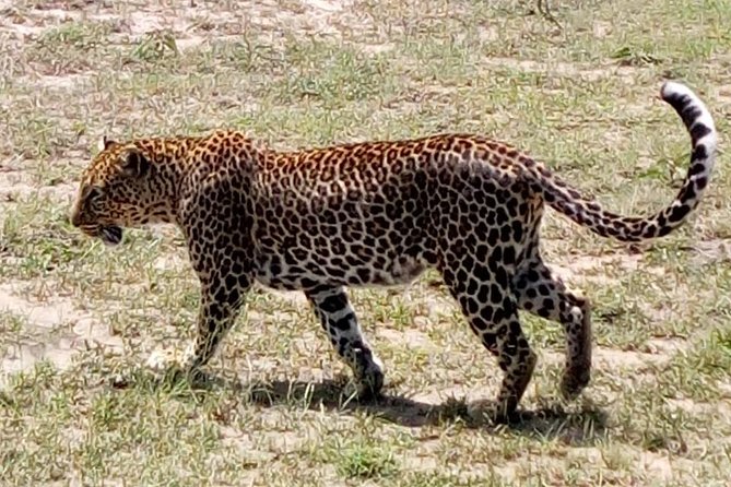 4 Days – Majestic Maasai Mara and Lake Nakuru Safari