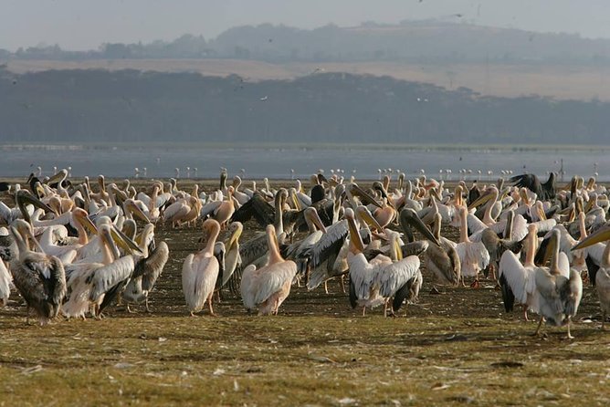 4 Days Masai Mara & Lake Nakuru Budget Safari From Nairobi