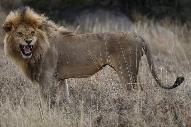 4 Days Tanzania Safari