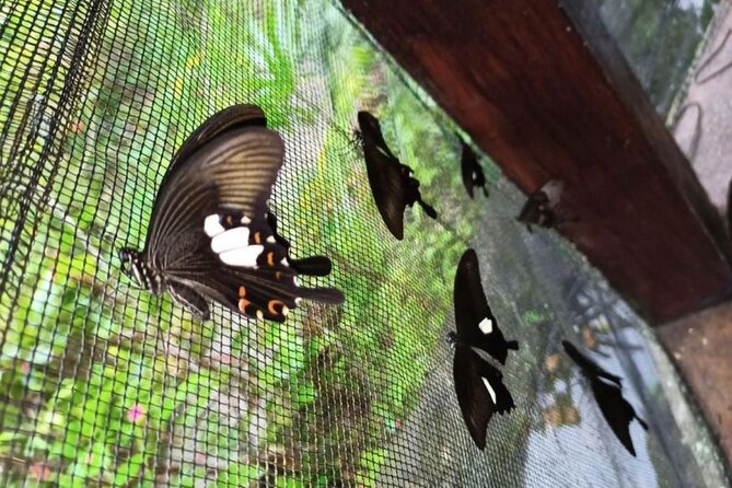 4-Hour Private Tour in Jatiluwih Terraces and Butterfly Park