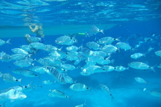 4 Hours Snorkeling With Guide in the Marine Protected Area of Tavolara
