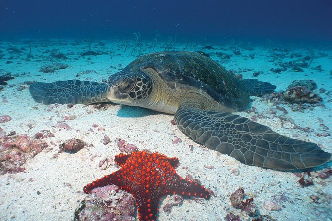 4- or 5-Day Galapagos Islands Explorer Package From Santa Cruz Island