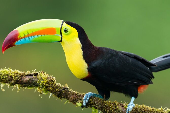 5-Day All Inclusive Guided Jungle Tour From Iquitos at Maniti Eco-Lodge