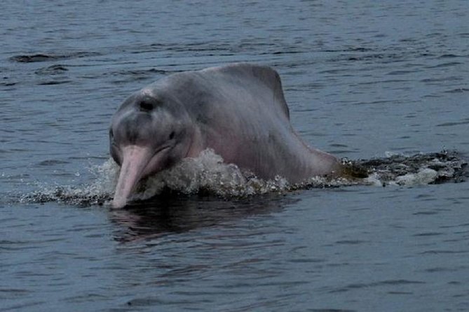 5-Day Cuyabeno Reserve Amazon Rainforest Trip