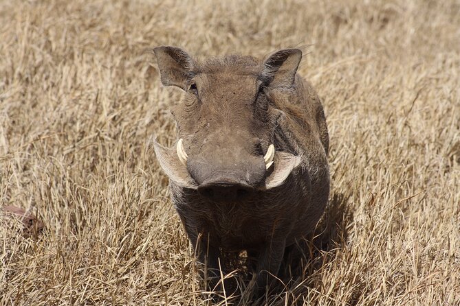 5-Day Private Camping Safari Tour in Tanzania