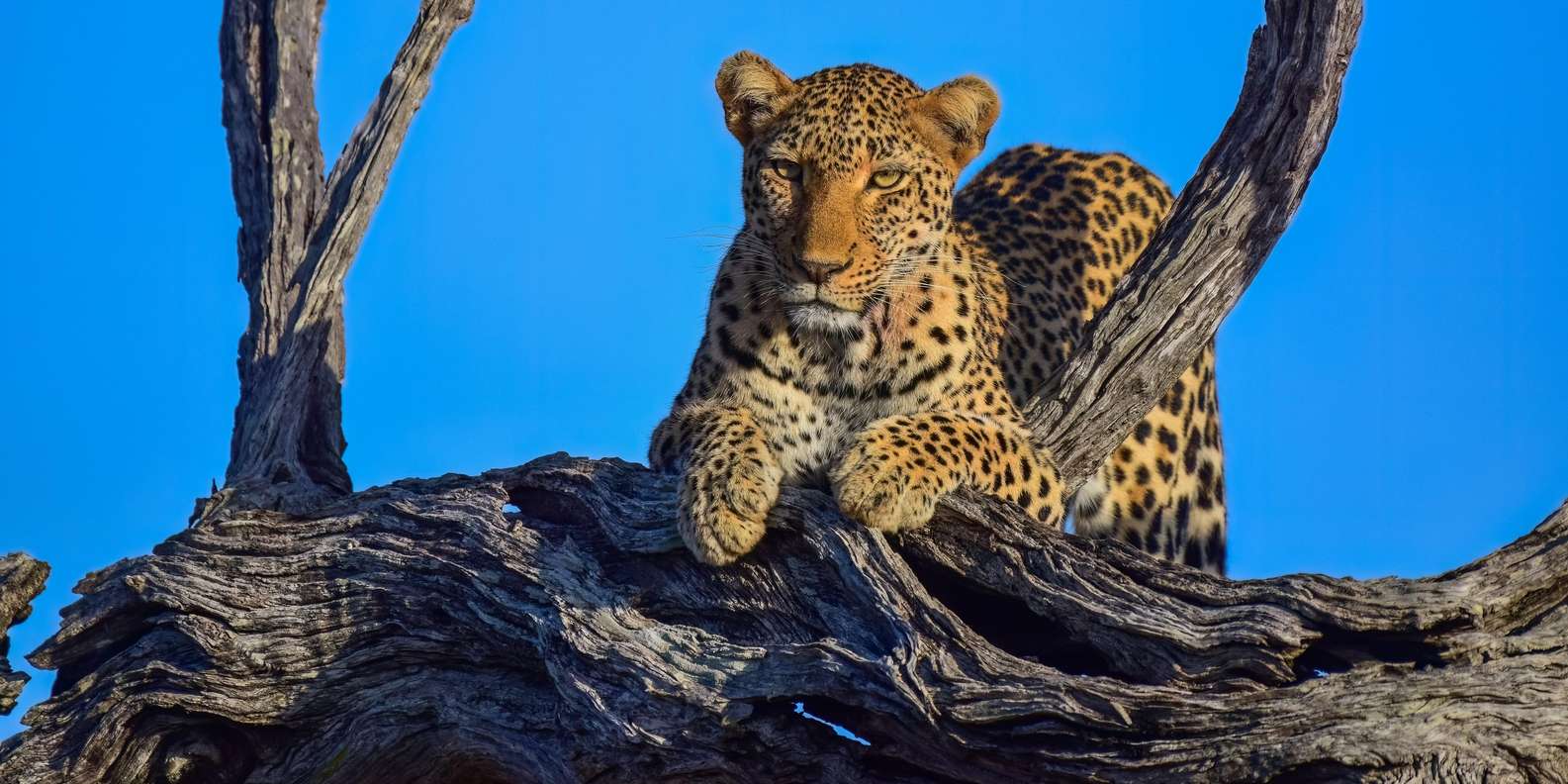 5 Day the Best of Kruger National Park Safari - Overview of the Safari Experience