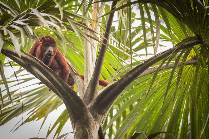 5 Days Cuyabeno Wildlife Reserve Adventure