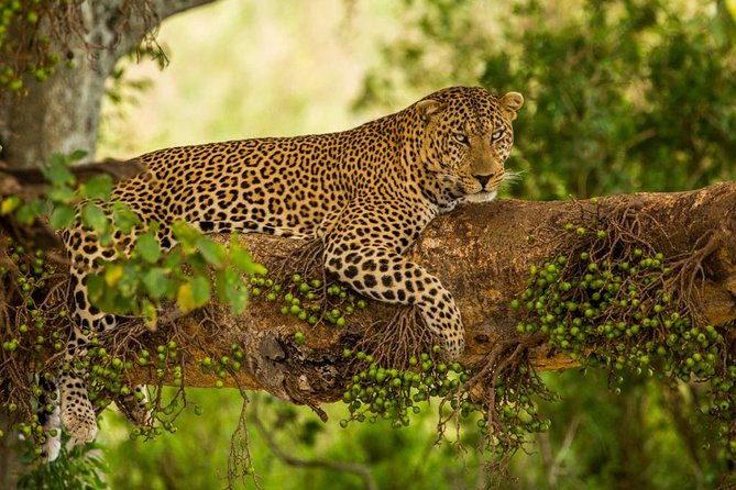 5 Days Kenya Masai Mara and Lake Nakuru Private Tour