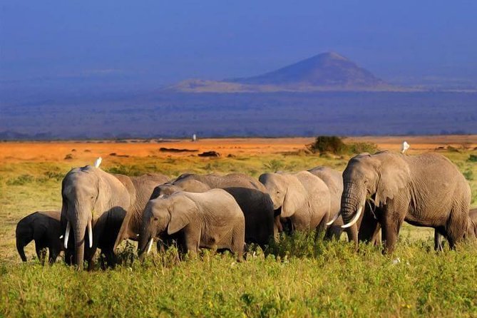 5 Days Maasai Mara, Lake Nakuru, Samburu Private Lodge Safari