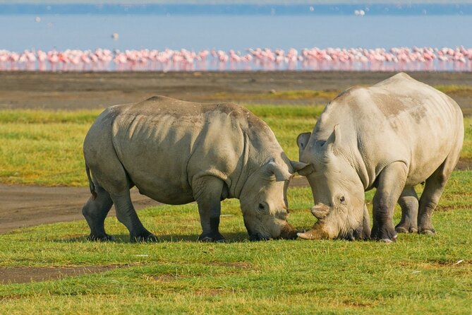 5 Days Masai Mara, Lake Nakuru & Naivasha Budget Joining Safari