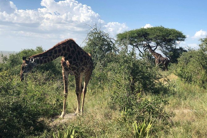 5 Days Tanzania Safari – Migration and Big 5 Safaris