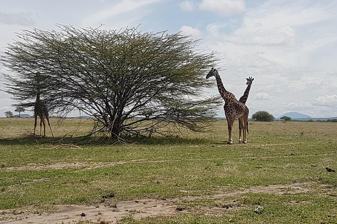 5 Days Tarangire, Serengeti, Ngorongoro & Manyara Mid-Range Camping Safari Tour